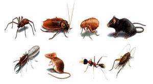 Diệt côn trùng và động vật gây hại