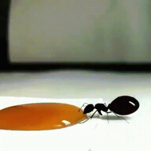 Kiến ăn mật ong