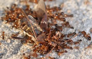Kiến ăn xác côn trùng chết