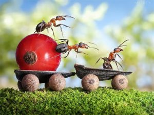 Loài kiến có tính tổ chức cao