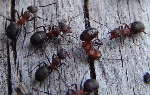 Loài kiến đánh nhau rất hung hăng