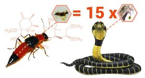 Nọc độc kiến ba khoang gấp 15 lần rắn hổ mang