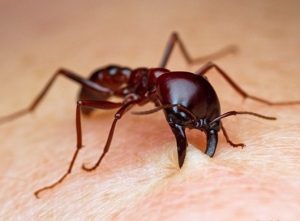 Nọc độc của kiến rất nguy hiểm