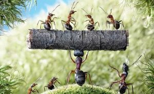 loài kiến