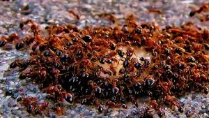 Đàn kiến lửa sống trong rừng