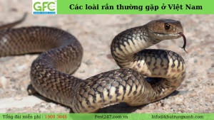 Các loài rắn thường gặp ở Việt Nam