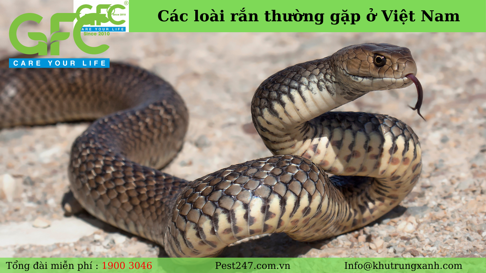 Các loài rắn thường gặp ở Việt Nam