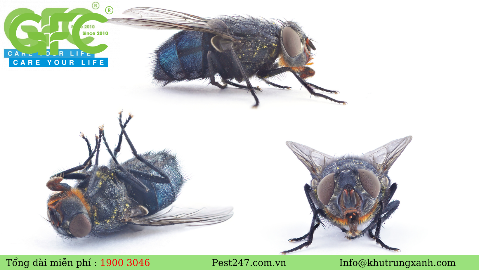 Ruồi là một loại côn trùng bay thuộc họ Diptera.