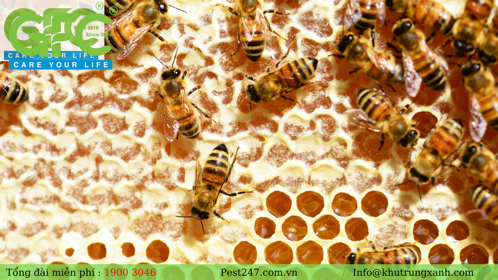 30 – 50 triệu năm trước, ong đã xuất hiện với khoảng 20,000 loài khác nhau trên thế giới.
