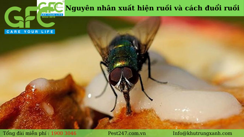 Nguyên nhân xuất hiện ruồi và cách đuổi ruồi “ CÚT ” khỏi nhà của bạn