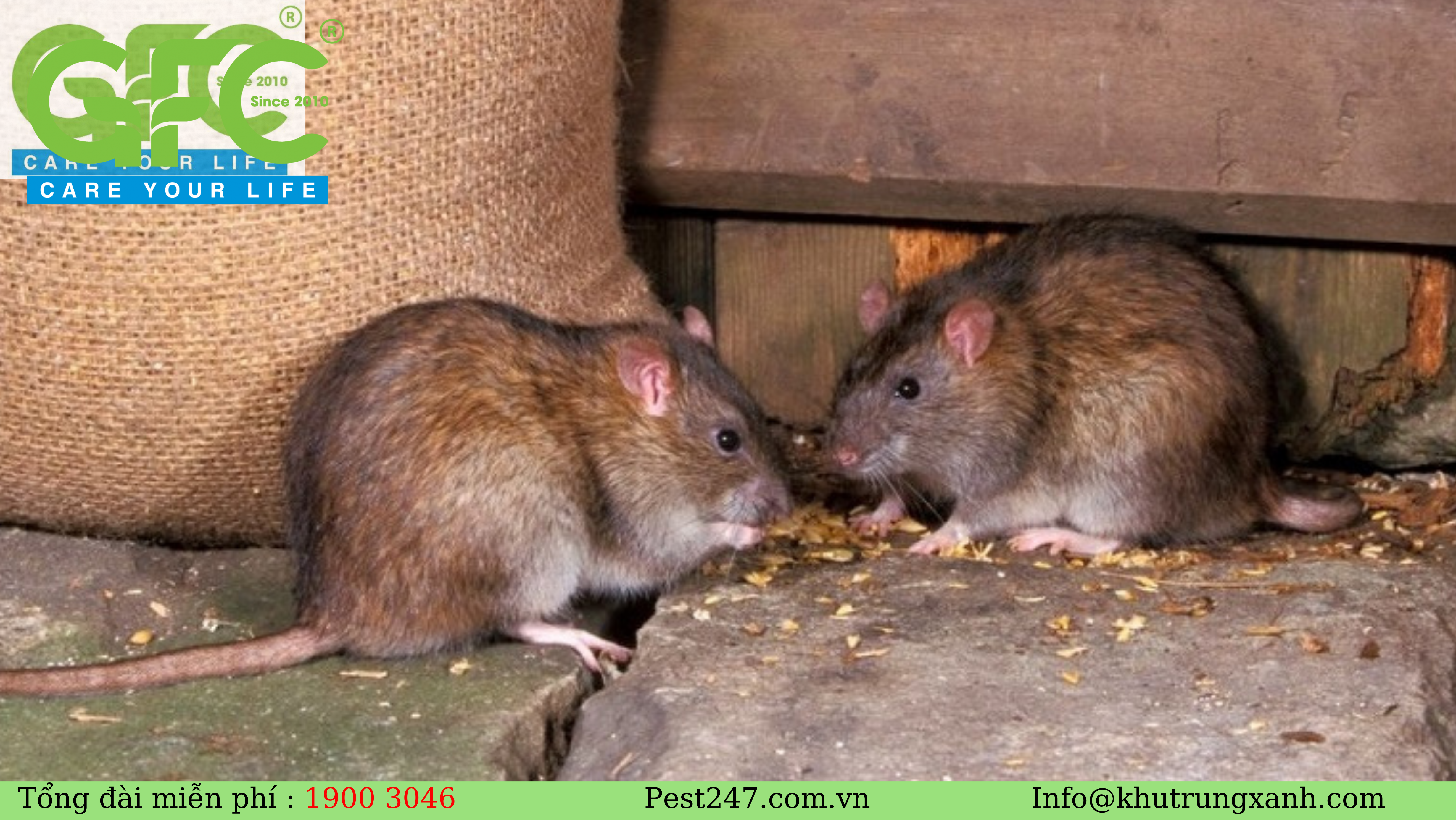 Những tác hại '' KINH HOÀNG _ mà loài chuột gây ra cho con người (4)