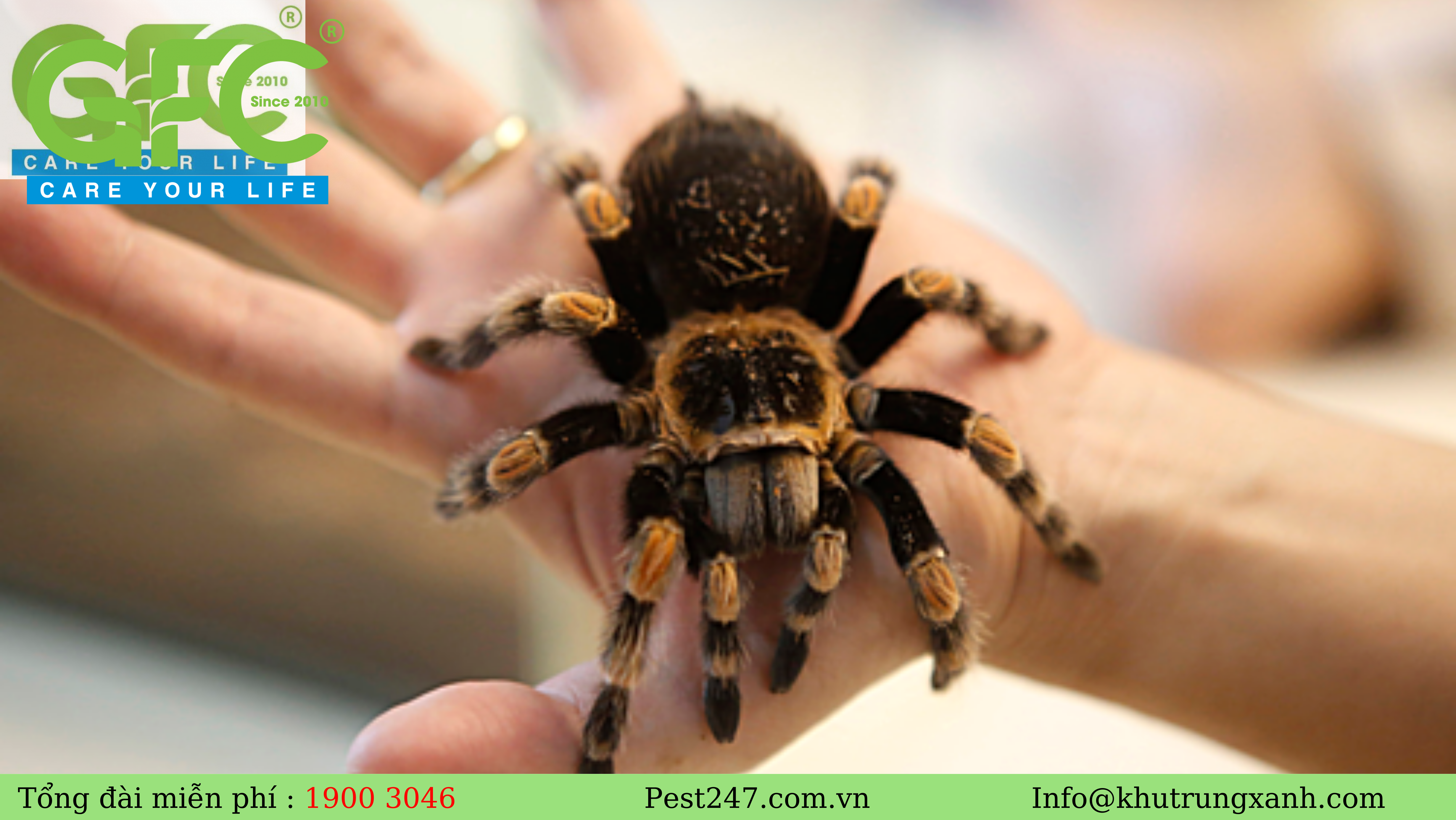REVIEW tất cả Các loài nhện thường xuyên xuất hiện tại nước ta