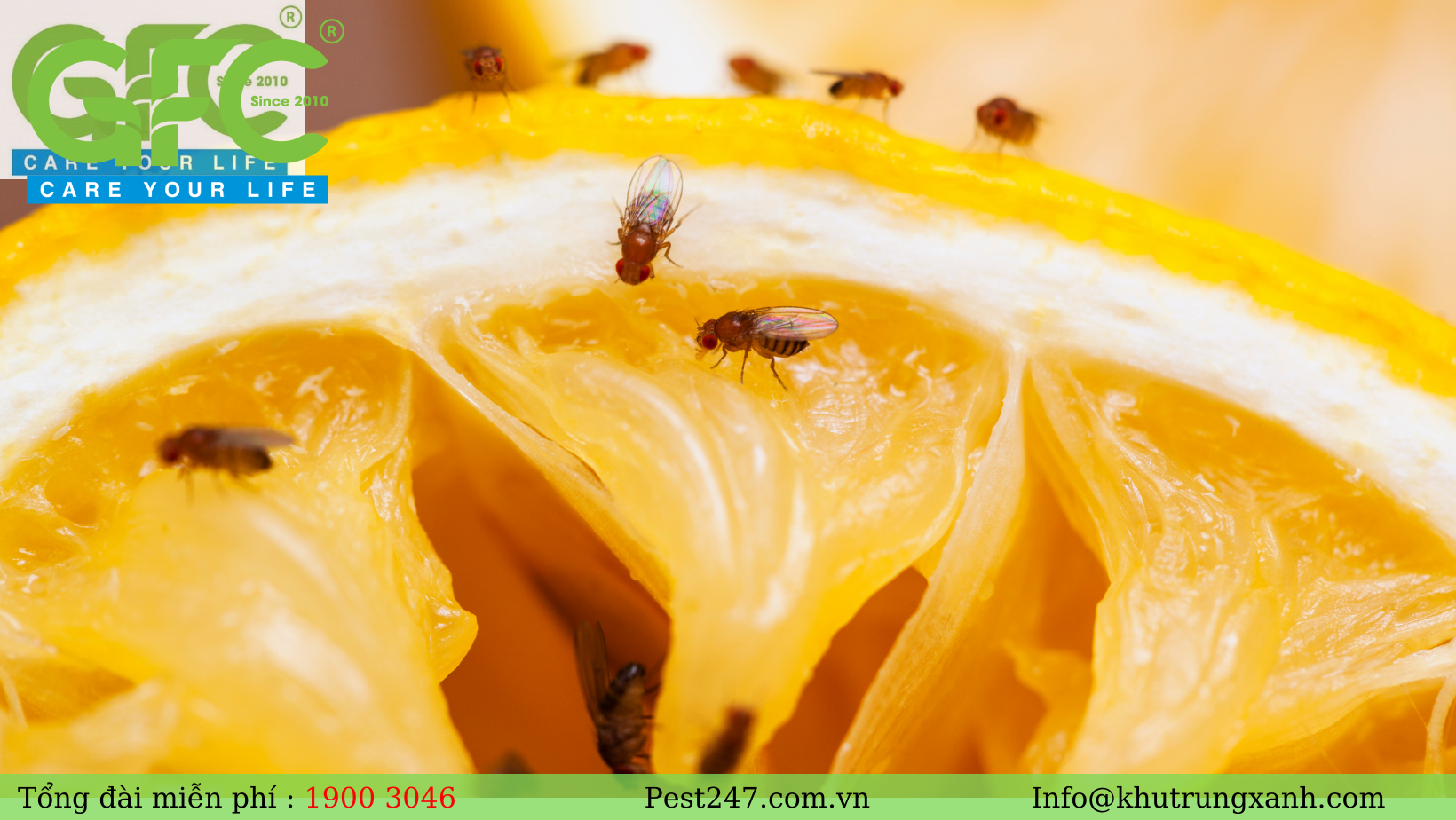 Ruồi trái cây thì chính là loài ruồi thường sẽ xâm nhập vào bên trong của trái câ