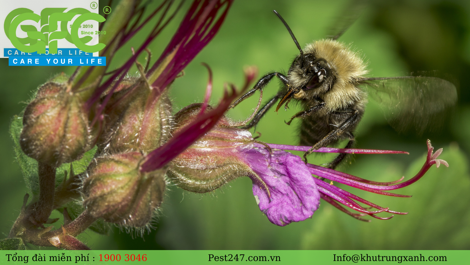 Những con ruồi trâu đực thì nguồn thức ăn chủ yếu của nó là phấn hoa và mật hoa