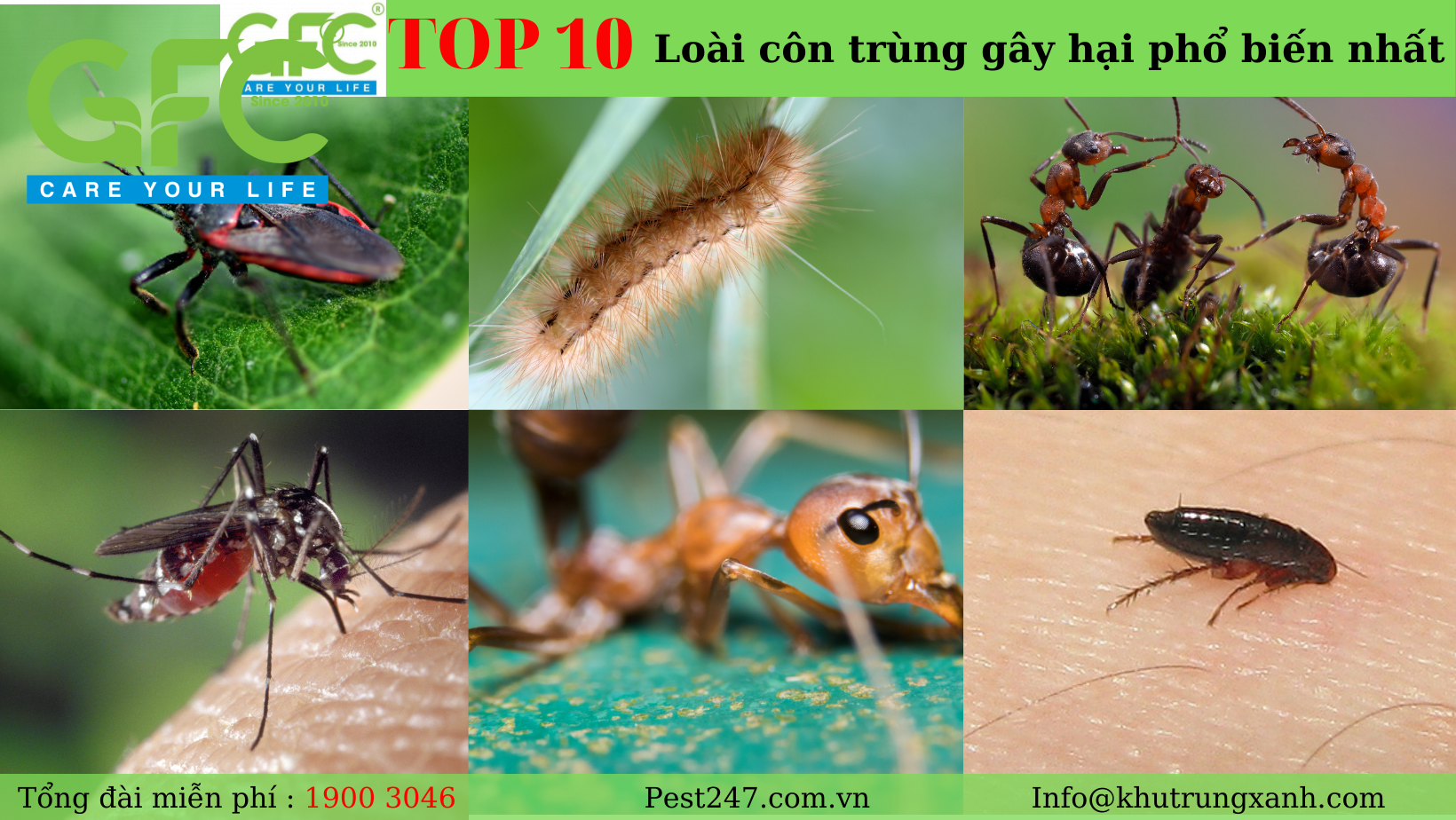 TOP 10 loài côn trùng gây hại phổ biến nhất cuộc sống của bạn