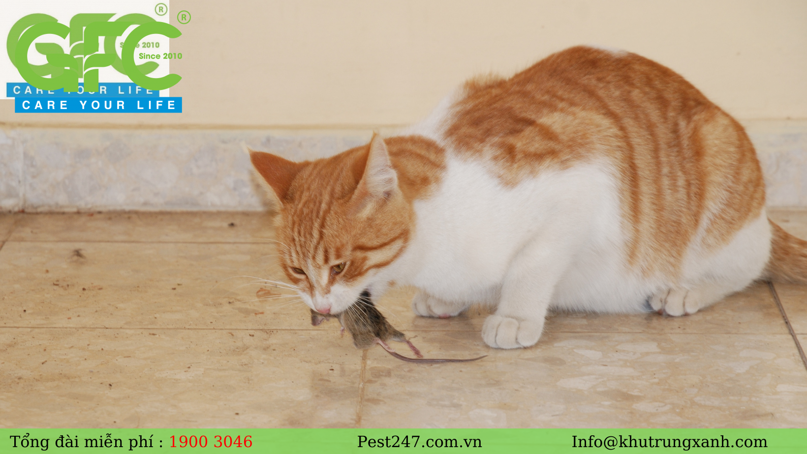 Mèo được xem là con vật thiên địch của các loài chuột.