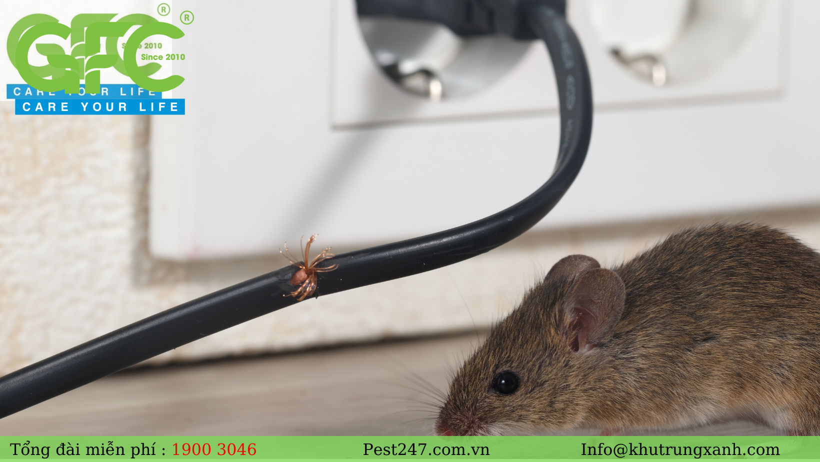 huột nhắt hay còn gọi là chuột nhà, là một loại chuột nhỏ nhưng có số lượng nhiều nhất trong chi chuột nhắt.