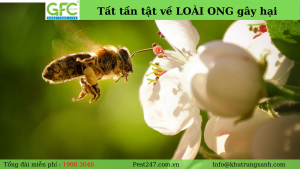 REVIEW tất tần tật các loài ong gây hại phổ biến ở Việt Nam