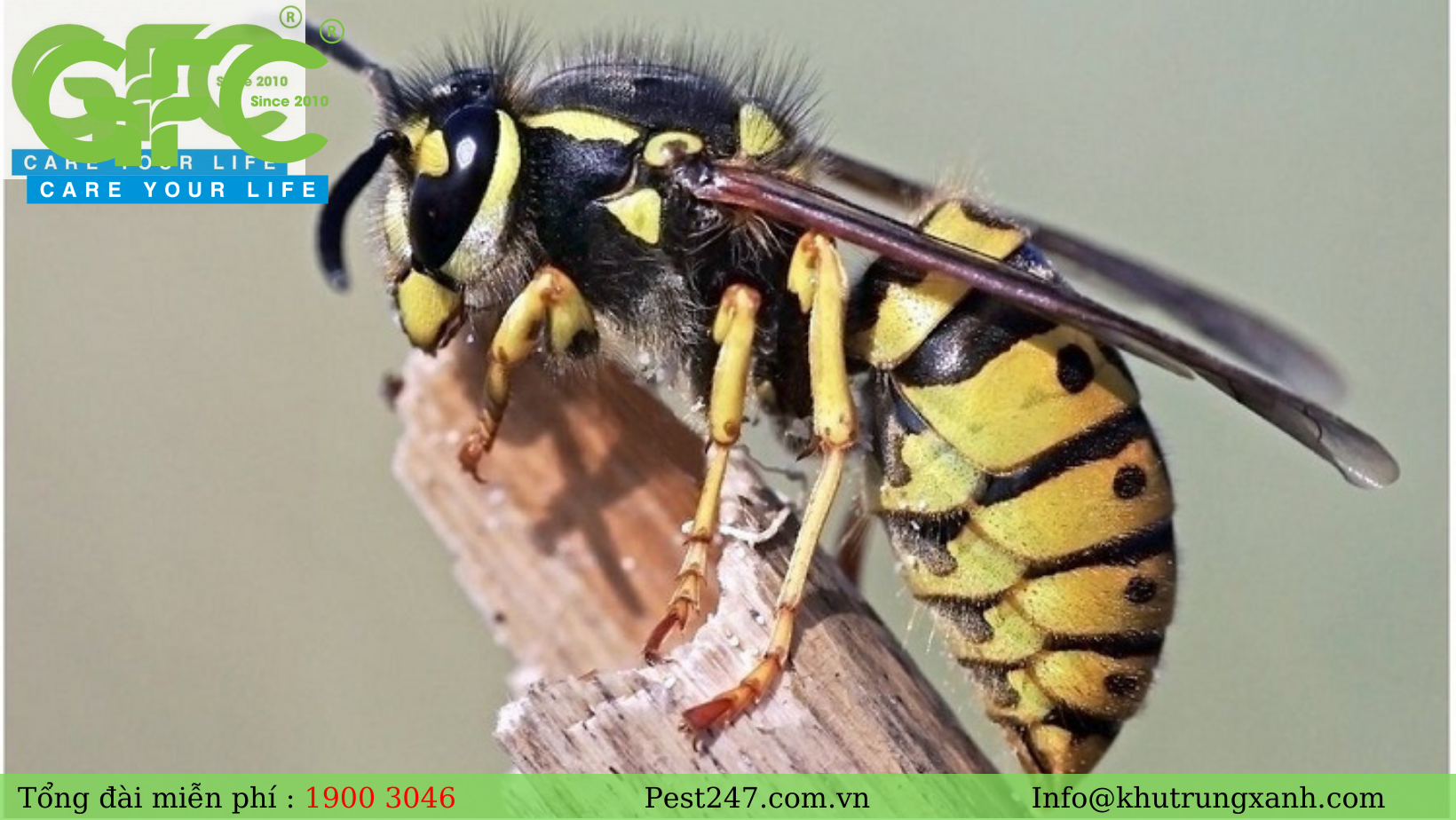 REVIEW tất tần tật các loài ong gây hại phổ biến ở Việt Nam