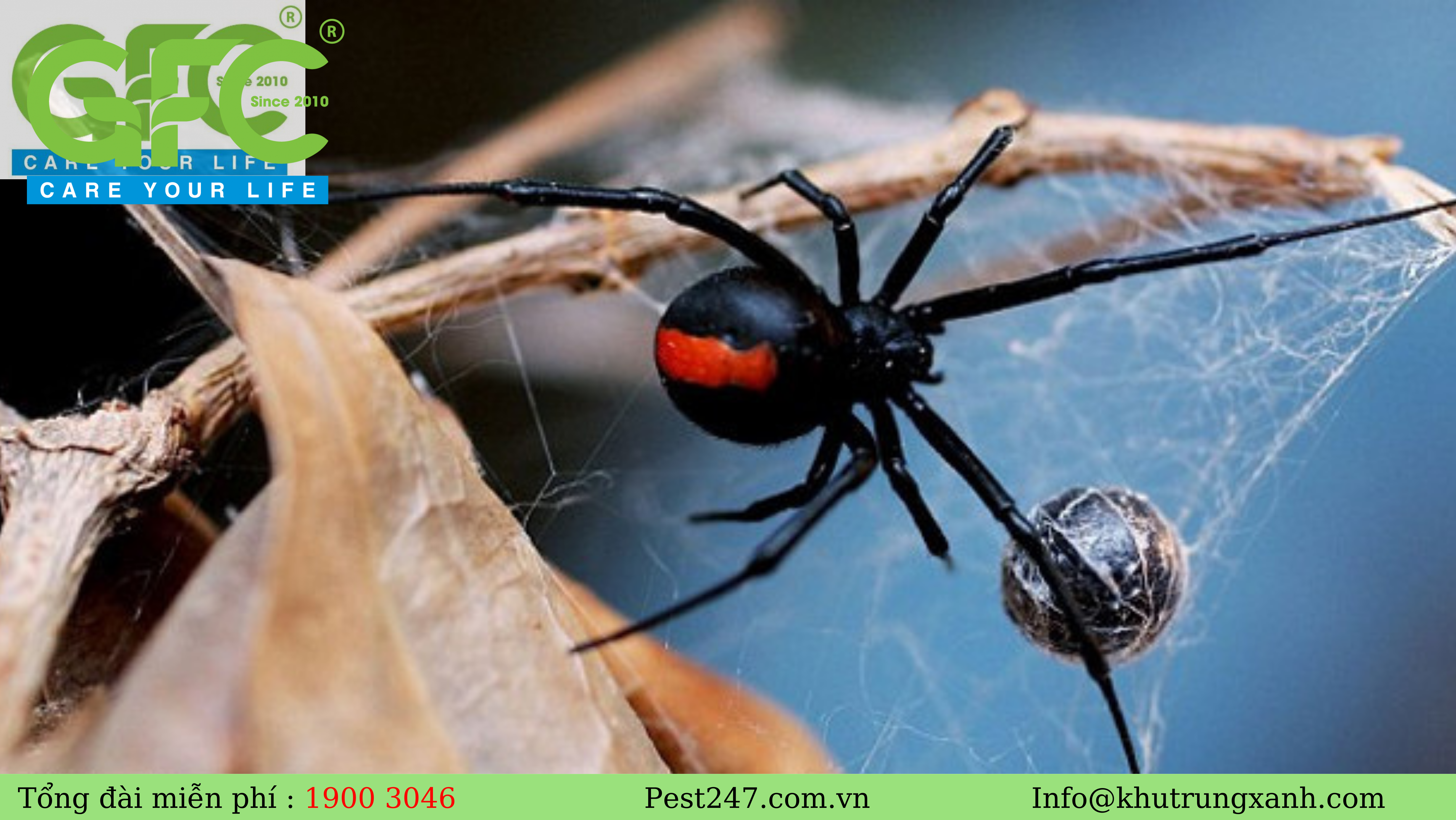 REVIEW tất cả Các loài nhện thường xuyên xuất hiện tại nước ta