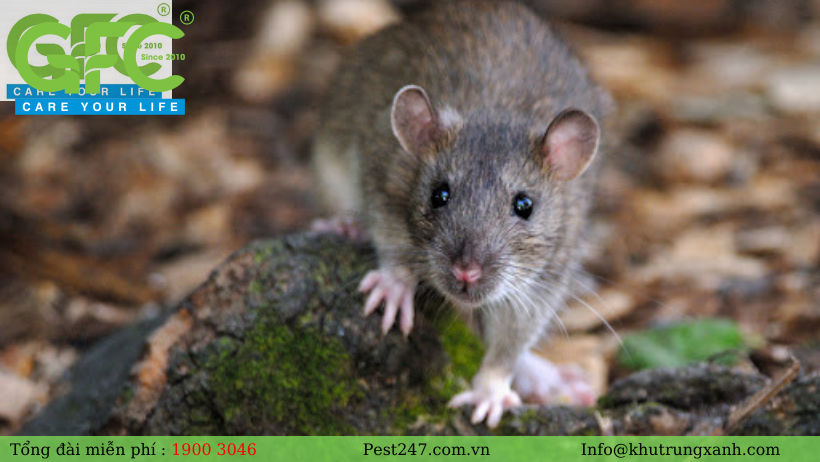 Tìm hiểu về loài chuột cống và cách tiêu diệt hiệu quả
