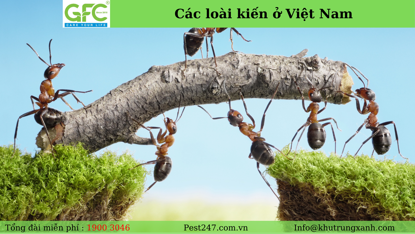 Theo các nhà khoa học, có tận 37 loại kiến ở Việt Nam