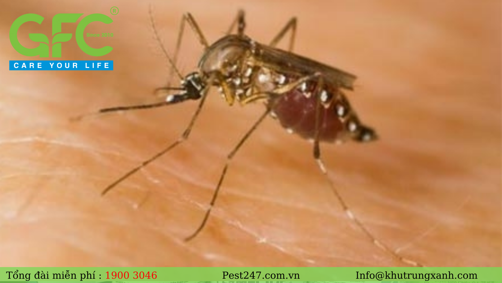 bệnh sốt vàng da do muỗi gây nên