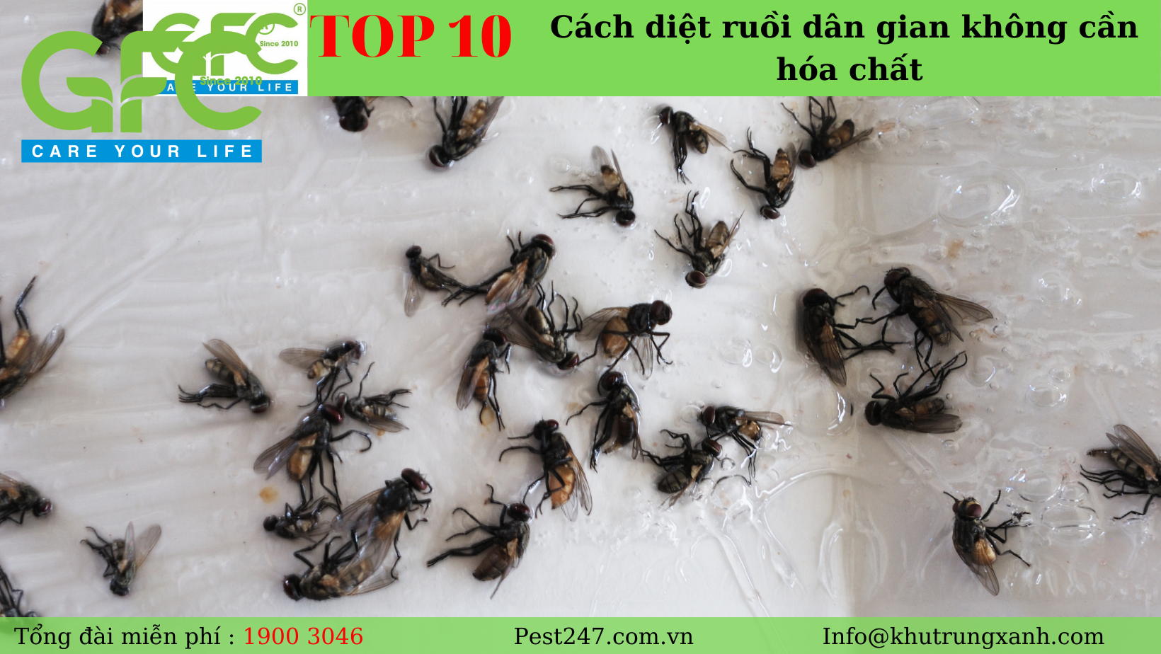BẬT MÍ TOP 10 cách diệt ruồi dân gian không cần tới hóa chất