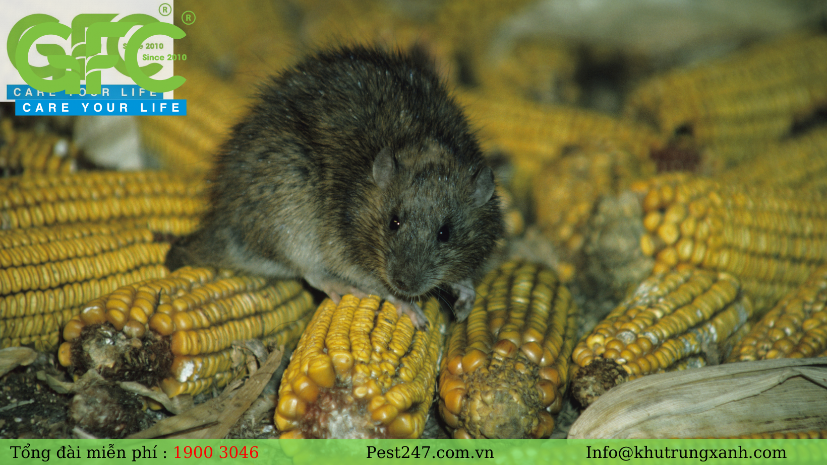 Chuột nhà trưởng thành thường dao động trong khoảng từ 7- 10 cm