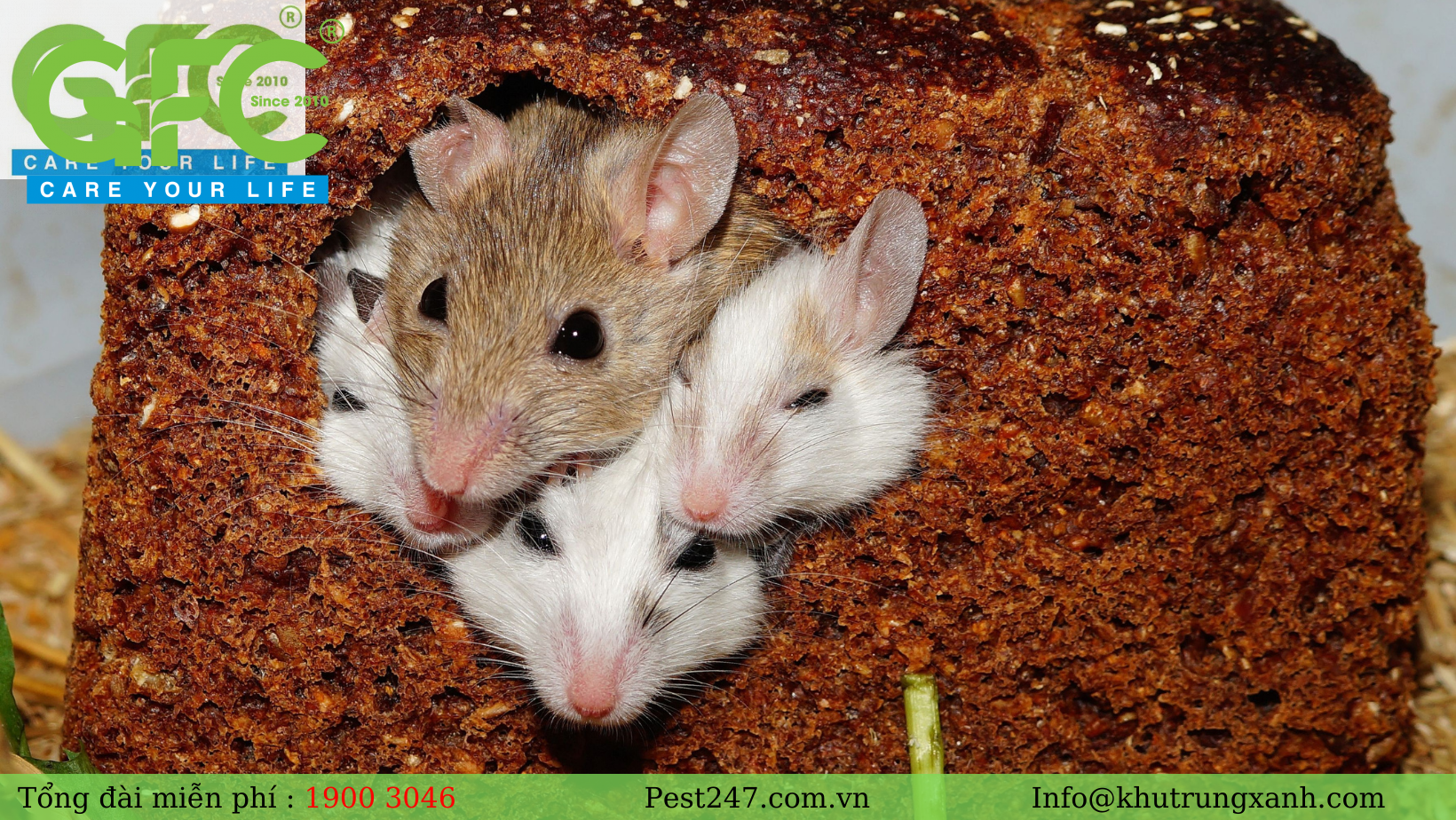 20+ hình ảnh đẹp nhất về loài chuột - Loài đứng đầu 12 con giáp
