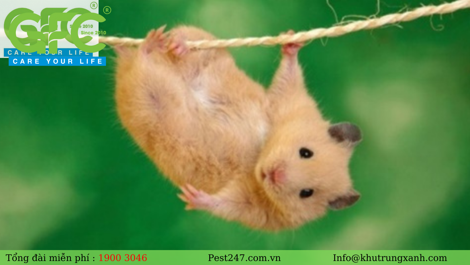 chuột còn có khả năng nhảy cao vượt trội và leo trèo rất giỏi.