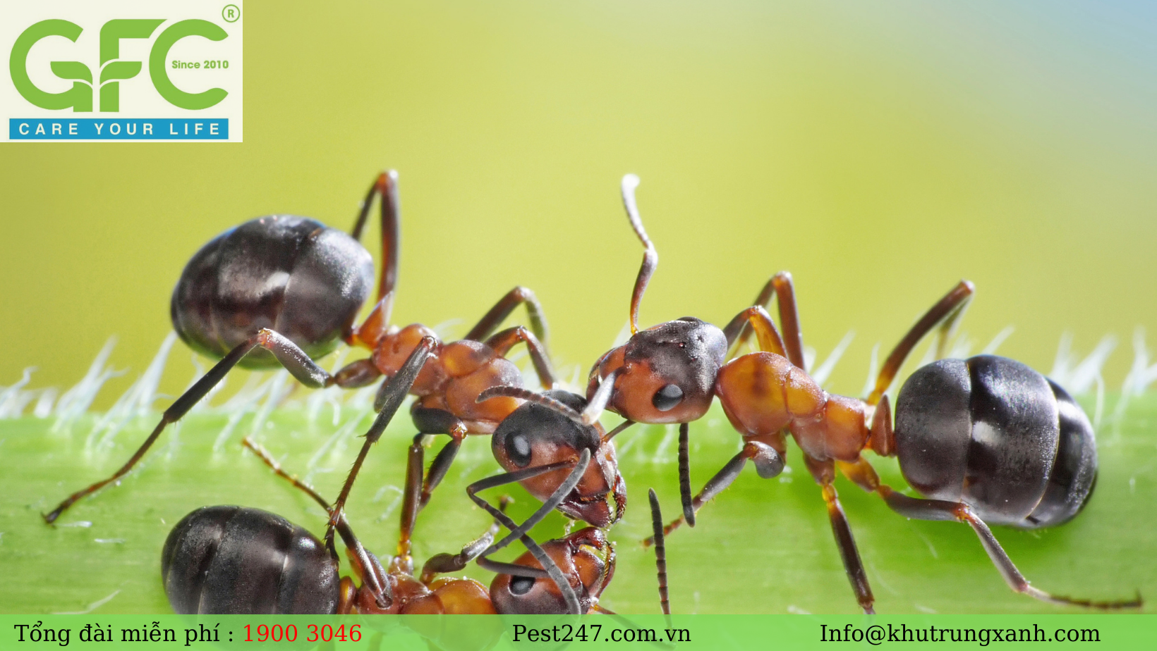 Kiến ba khoang là loài kiến ở Việt Nam được coi như loài phổ biến