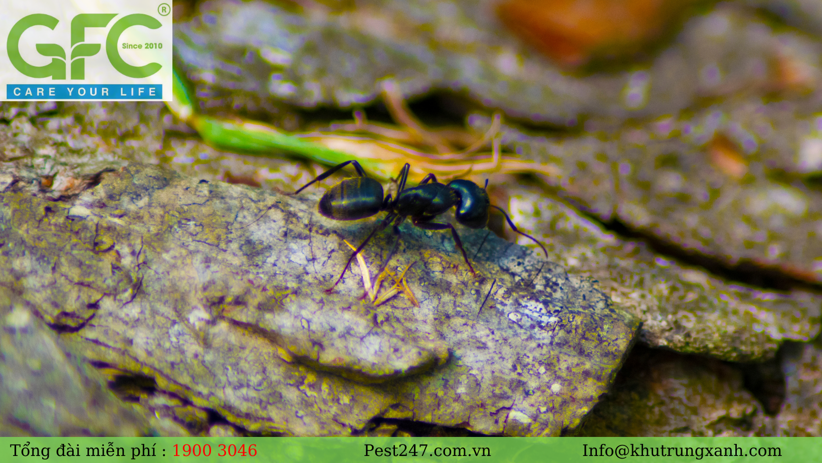 Kiến đen là loài kiến thường có kích thước khoảng từ 2,5 đến 3m.