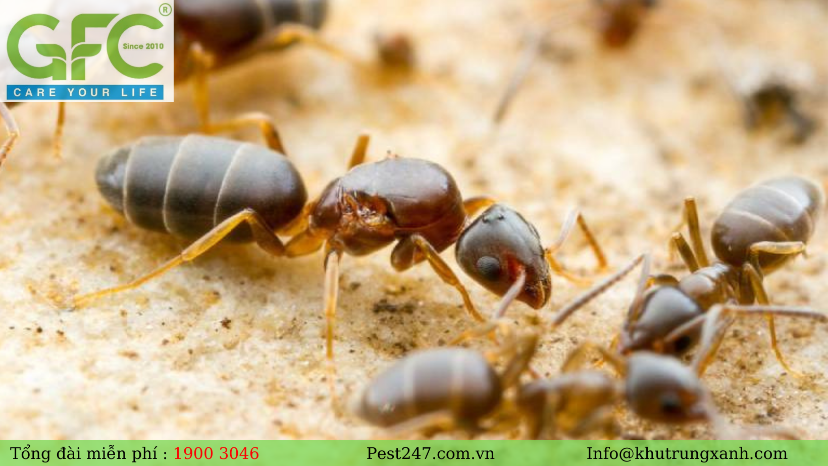 Loài kiến này thường gây hại ở điểm những con kiến sẽ tấn công liên tục vào thức ăn và thực phẩm