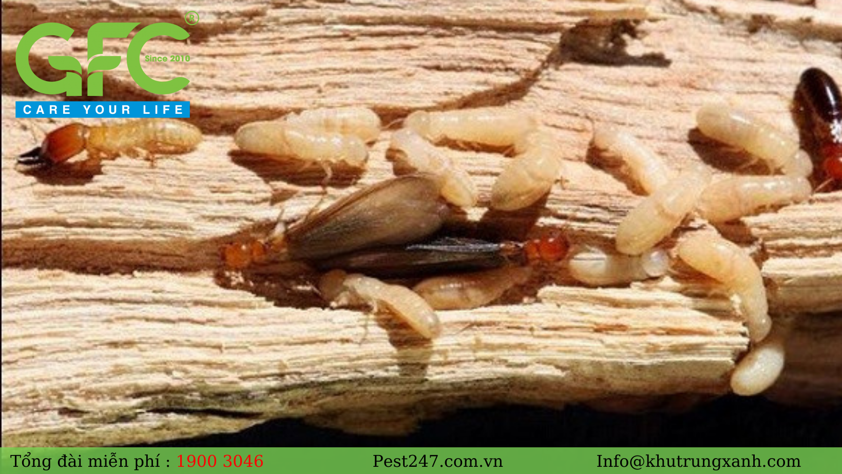 Mối gỗ khô là loài mối thuộc giống Cryptotermes bank của họ Kalotermitidae Enderlein
