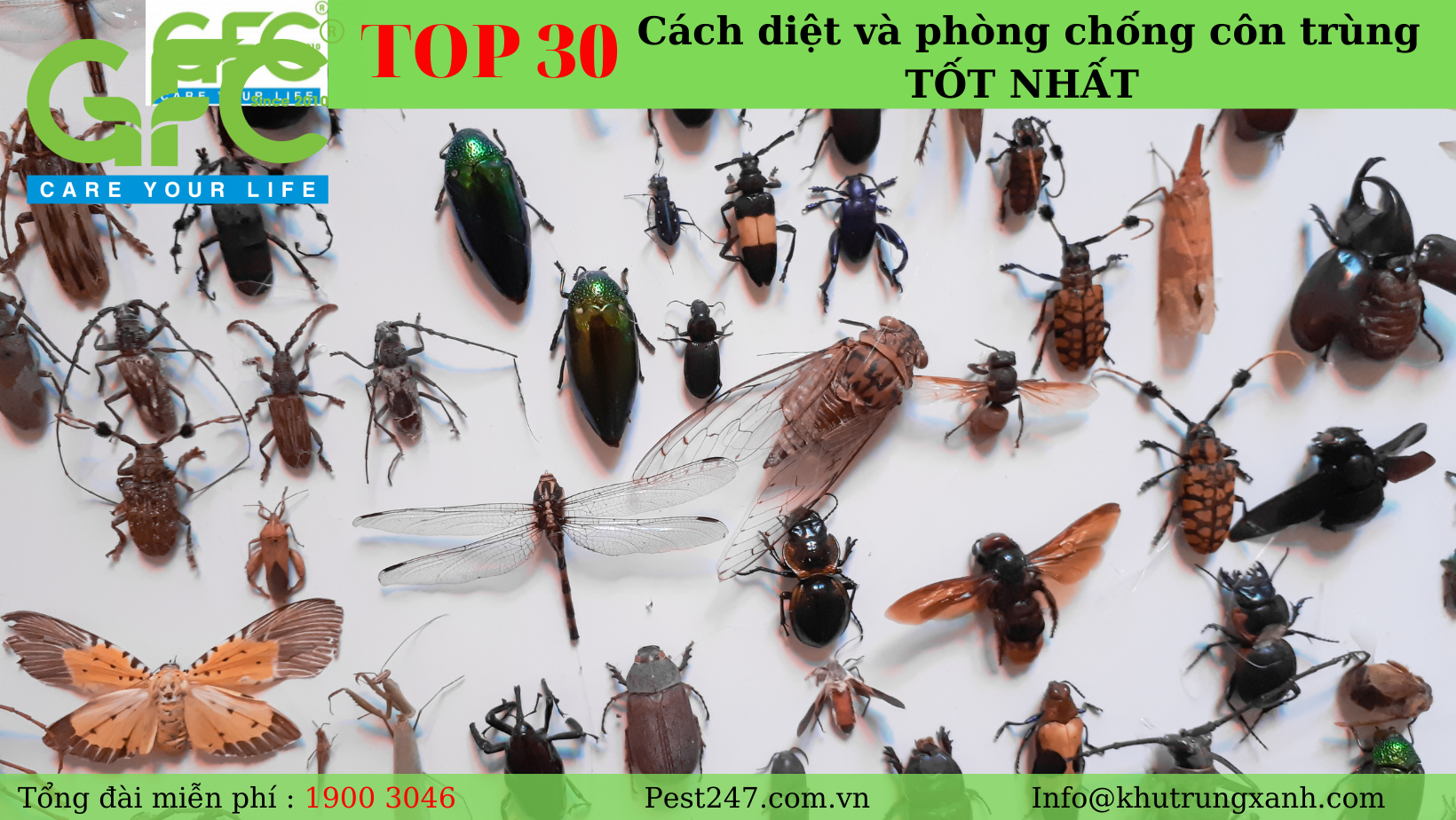 TOP 30 cách diệt và phòng chống côn trùng TỐT NHẤT - Lưu lại ngay