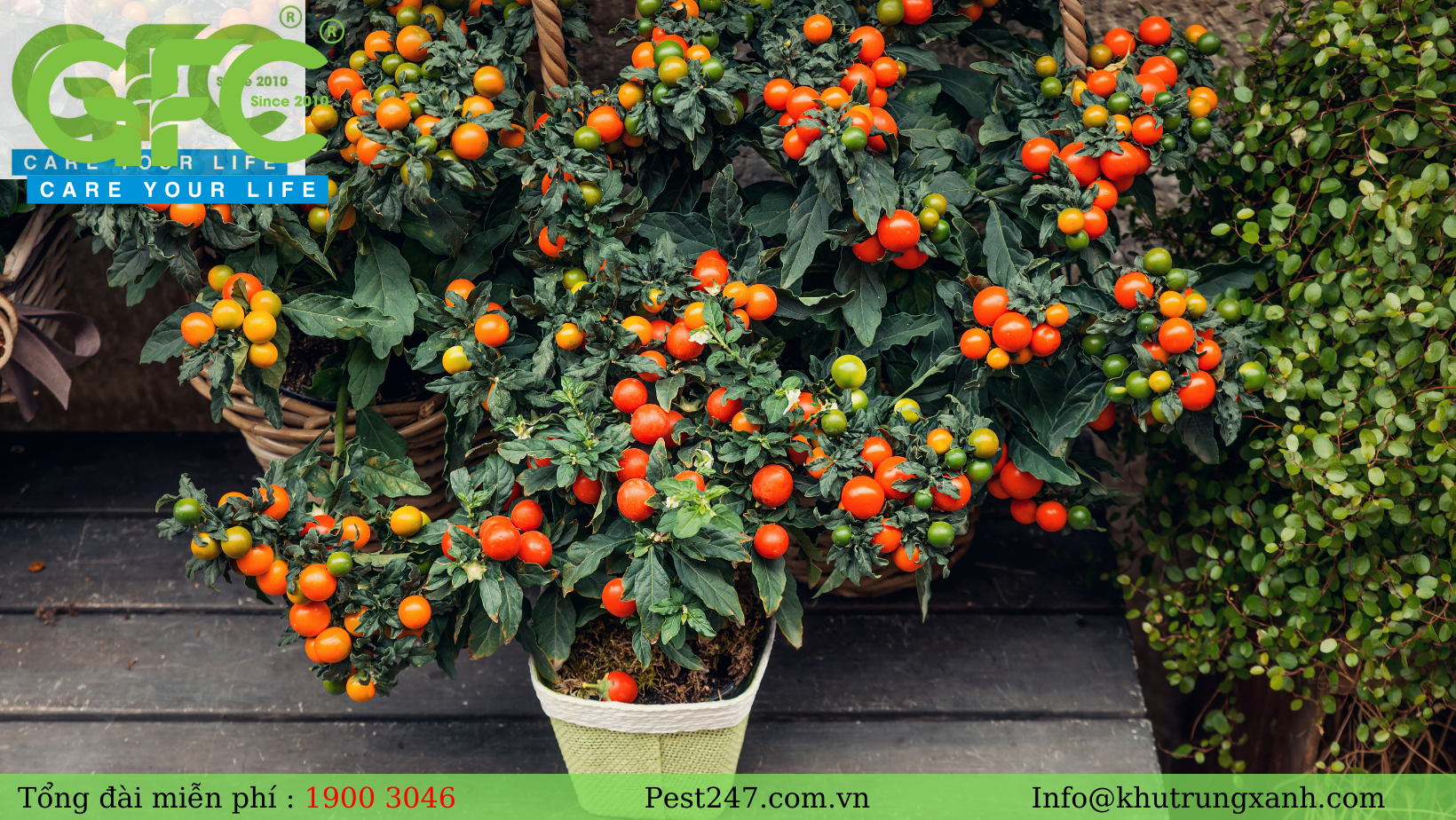 trồng cây cà chua trong nhà cũng cách diệt và phòng chống côn trùng đem lại hiệu quả cao.